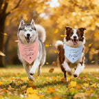2 Pack Dog Bandanas for Pregnancy Announcement, I'm Going to Be A Big Brother - Image 6