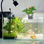 2PCS Aquarium Plant Holder - Image 7