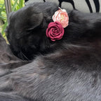 Fupo Cat Collar Breakaway with Flower - Image 6