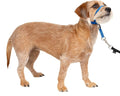 PetSafe Gentle Leader Headcollar No-Pull Dog Collar by PetSafe