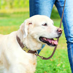 Genuine Leather Dog Collar - Image 3