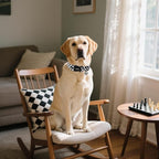 DOGWONG Checkered Dog Collar - Image 4