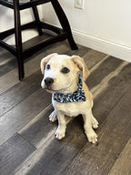 Elegant Little Tail Bowtie Dog Collar - Image 6