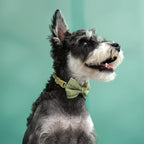 Beirui Cute Small Dog Harness Collar and Leash Set - Image 5