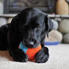 Chuckit! Indoor Fetch Shaker for Dogs - Image 3