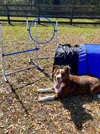 Better Sporting Dogs Agility Course Backyard Set - Image 9