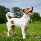 Unique style paws Dog Collar Metal Buckle Collar Gift - Image 3