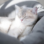 CHEERHOME PETS Elevated Cat Bed Wooden - Image 7