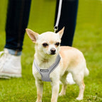 PetiFine Step in Small Dog Harness and Leash Set, Breathable All Weather Air - Image 8