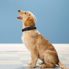 Reflective Dog Collar, Adjustable Soft Neoprene Padded Nylon Pet Collars - Image 2