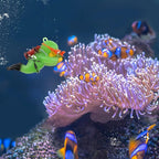 onesimcr Floating Fish Tank Decorations, Aquarium Decorations, Lovely Diver - Image 4