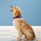 Reflective Dog Collar, Adjustable Soft Neoprene Padded Nylon Pet Collars - Image 2