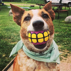 Dog Balls Toys Squeaky Fetch - Image 4