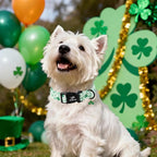 St. Patrick's Day Dog Collar, UP URARA PUP Shamrock Adjustable Pet Collar - Image 5