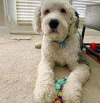 rocket & rex Dog Chew Toy Set for Small to Medium Breeds, Includes a Rope - Image 4