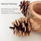 2 Pcs Bird Perch with Safe Bowl Wood & Pinecones - Image 3