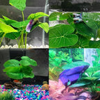 Smoothedo-Pets Fish Tank Decor Aquarium Decorations Ornaments Betta Leaf pad - Image 7
