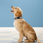 Reflective Dog Collar, Adjustable Soft Neoprene Padded Nylon Pet Collars - Image 2