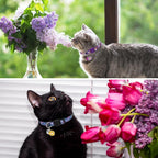 SCENEREAL Cute Cat Collars - Image 6