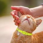 16 PCS Breakaway Cat Collars, Kitten Collar - Image 7
