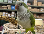 Birds LOVE Economy Special Spray Millet | GMO-Free - Image 7