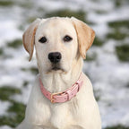 WHIPPY Leather Dog Collar for Small Medium Large Dog Adjustable Soft Breathable - Image 2