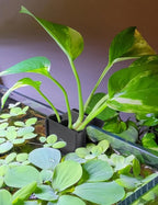 2 Pk Upgraded Aquarium Plant Holder, Hanging Aquarium Plant Holder - Image 2
