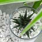 1lb Howlite Aquarium Gravel Rocks Natural Tumbled Healing Crystal Chips Bulk - Image 4