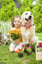 Lionheart Glory Dog Collar, Dog Collar - Image 6