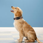 Reflective Dog Collar, Adjustable Soft Neoprene Padded Nylon Pet Collars - Image 2