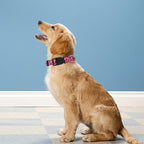 Reflective Dog Collar, Adjustable Soft Neoprene Padded Nylon Pet Collars - Image 2