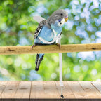 Pet Parrot Bird Harness and Leash, Adjustable Training Design Anti-Bite - Image 2