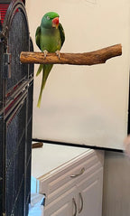 Polly's Hardwood Bird Perch - Image 5