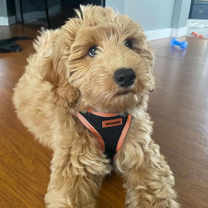 Best Pet Supplies Voyager Step-in Air All Weather Mesh Harness and Reflective - Image 8