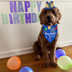 ADOGGYGO Dog Bandana Hat Set for Birthday Party Supply, Boy Girl Puppy Birthday - Image 2