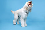 Hartz Chew 'N Clean Tuff Bone Bacon Scented Dental Dog Chew Toy - Image 4