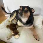 Best Pet Supplies Squeaky Dog Toys - Image 6