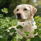 Unique style paws Dog Collar Plastic Buckle - Image 5