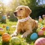Unique style paws Dog Collar Plastic Buckle - Image 4
