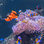 onesimcr Floating Fish Tank Decorations, Aquarium Decorations, Lovely Diver - Image 9
