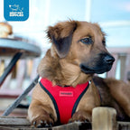 Best Pet Supplies Voyager Step-in Air Harness - Image 10