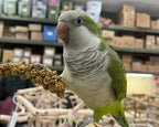 Birds LOVE Economy Special Spray Millet - Image 7