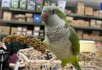 Birds LOVE Economy Special Spray Millet GMO-Free - Image 7