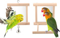 Wontee Bird Mirror Bird Toys for Budgies Parakeets Cockatiels Lovebirds Conures by Wontee