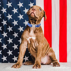 Unique style paws Independence Day Dog Collar Metal Buckle Ice Flag Collar Gift - Image 3