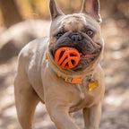 Chuckit! Air Fetch Ball Dog Toy, - Image 5