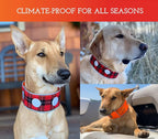 SPOT THE DOG! Reflective Dog Collar - Image 4