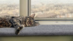 Purrched Cat Window Perch - Image 6