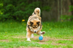 Snug Rubber Dog Balls for Small and Medium Dogs - Image 7