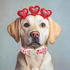Valentines Dog Collar for Medium Dogs - Image 5